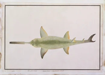 Tiburón de hocico espadado, Eeu parrang, Squalus poristis, de Dibujos de peces de Malaca, c.1805-18
